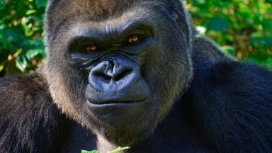 Okruh Ugandou a horské goril